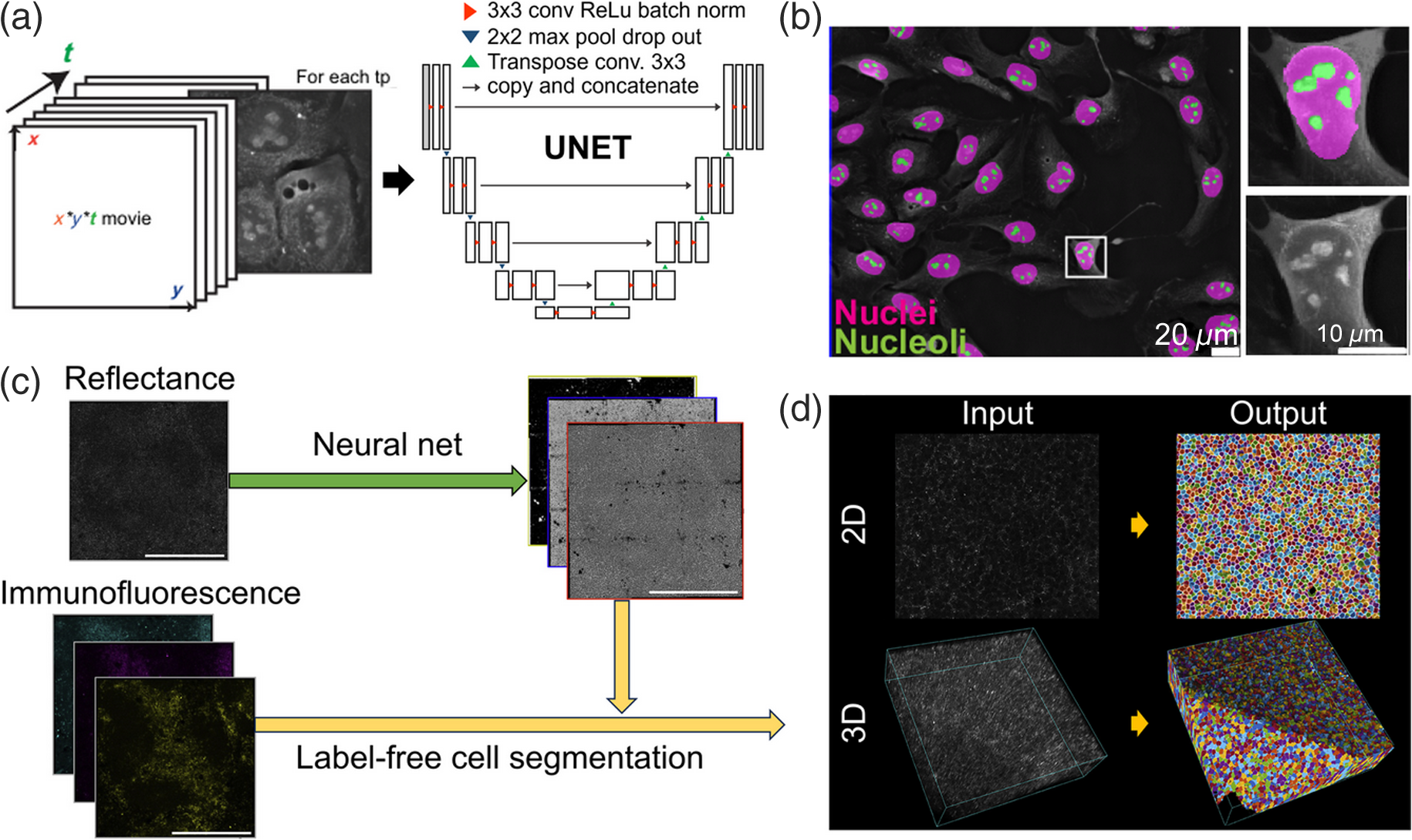 Fluorescence Confocal Microscopy For Pathologists