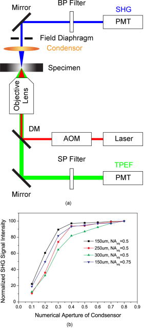 Second Microscope Optical Harmonic Generation Microscopy – XDAAW