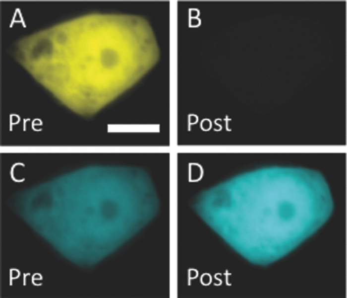 förster resonance energy transfer
