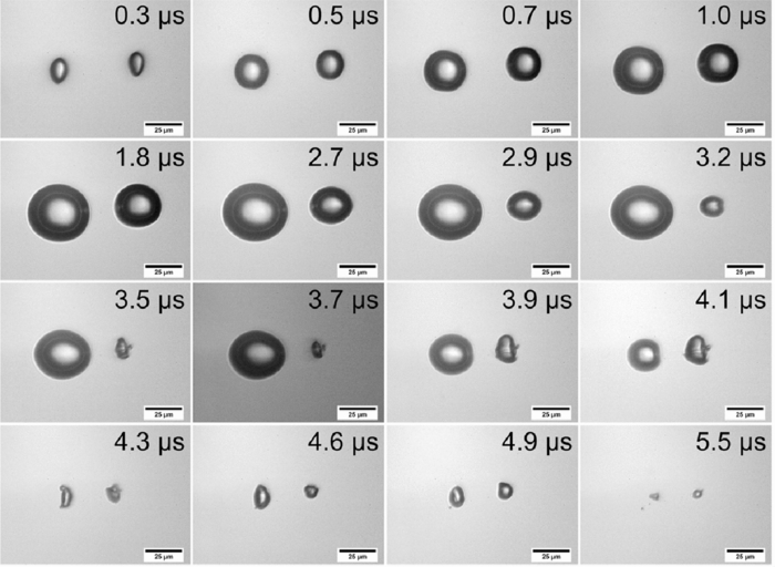 Cavitation and bubble dynamics(linked, HTML version)