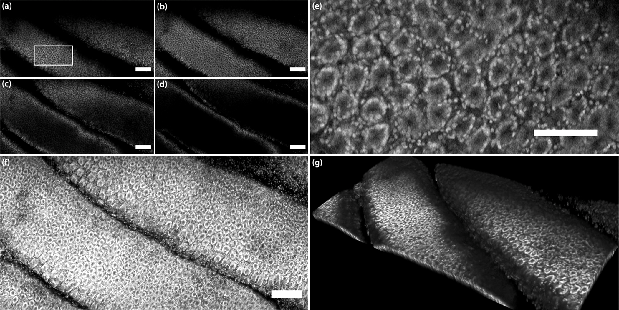 Imaging inflammation in mouse colon using a rapid stage-scanning ...