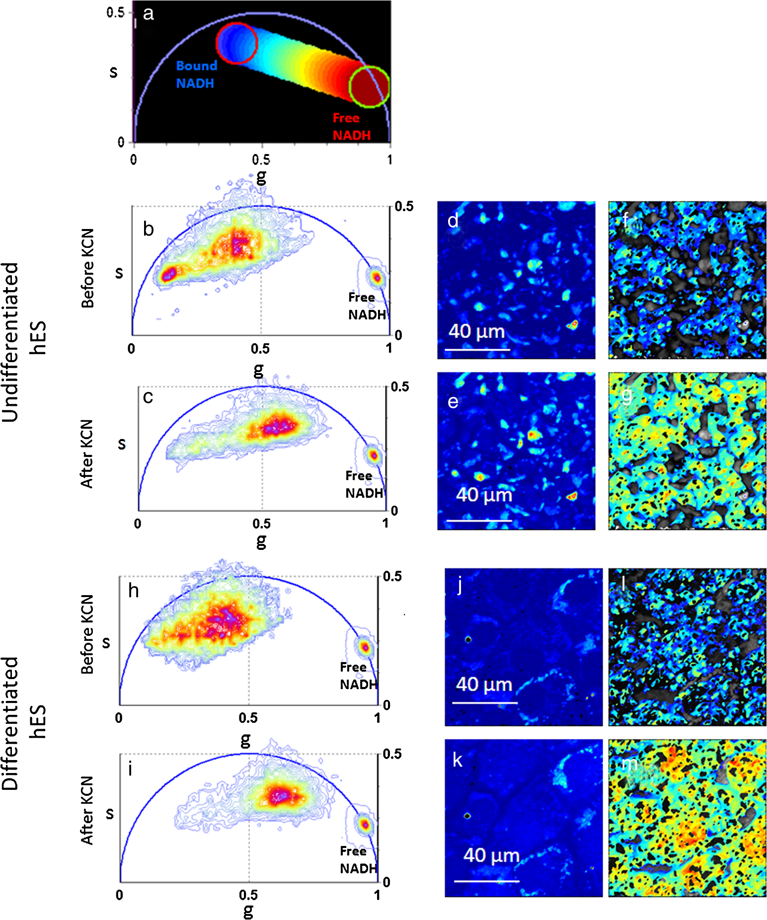 Label Free Separation Of Human Embryonic Stem Cells And Their
