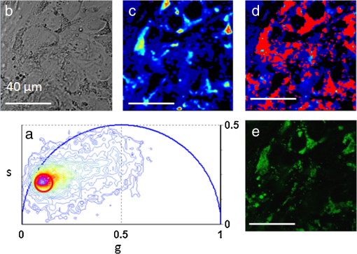 Label Free Separation Of Human Embryonic Stem Cells And Their