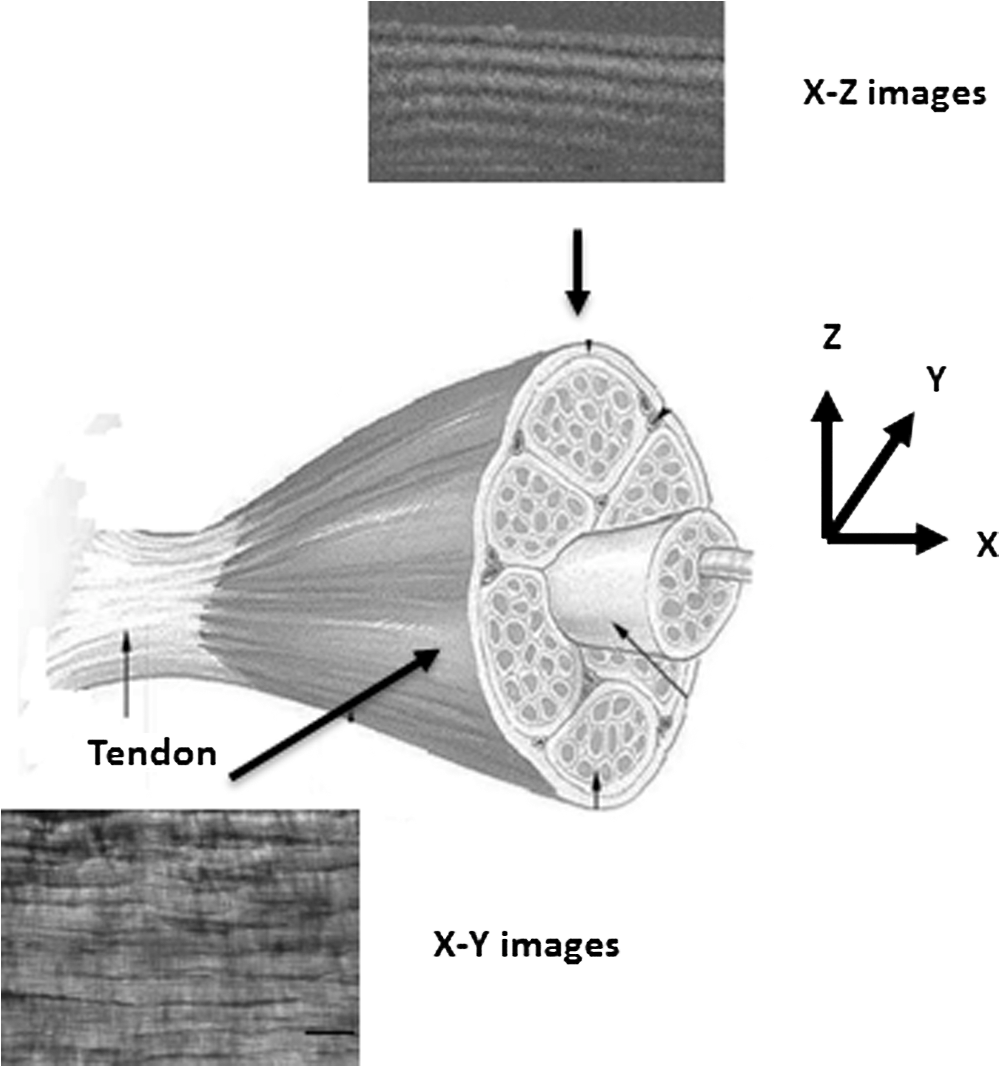 Study Of Optical Properties And Proteoglycan Content Of Tendons By Polarization Sensitive Optical Coherence Tomography