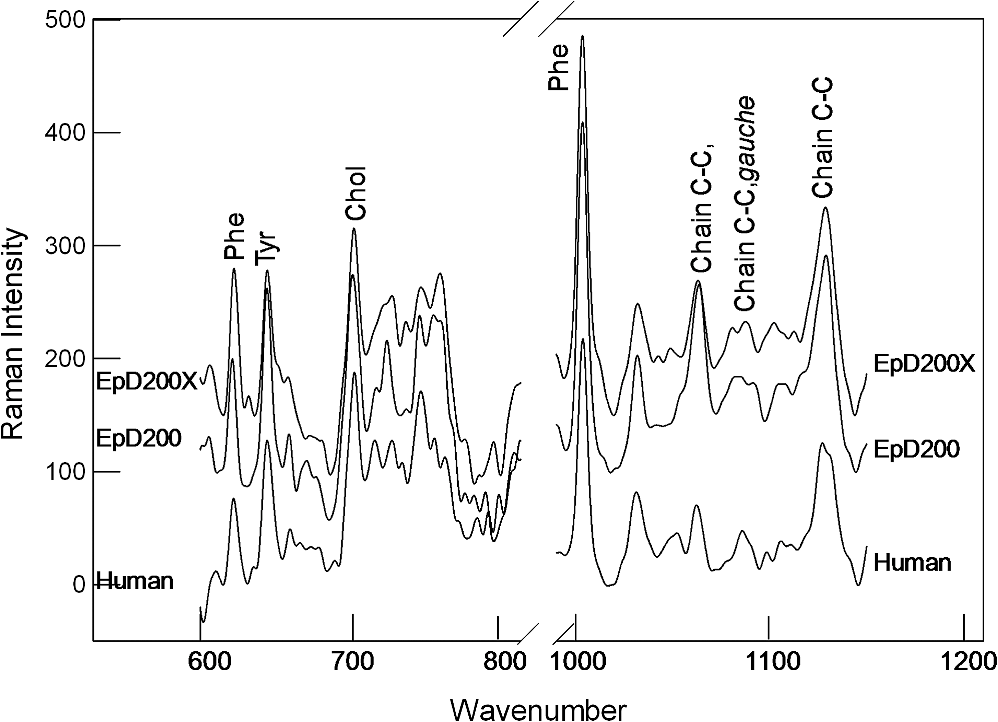 Vibrational spectroscopy and microscopic imaging: novel approaches for ...