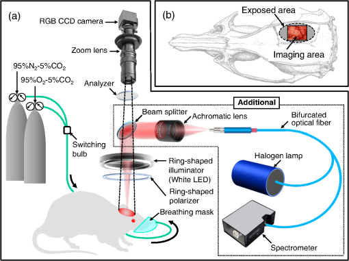 Rat Radiating Multispectral imaging of absorption and scattering properties of in ...