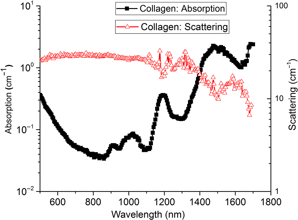 absorb how collagen to absorption characterization optical Diffuse of collagen absorb how collagen to absorption characterization optical Diffuse of collagen
