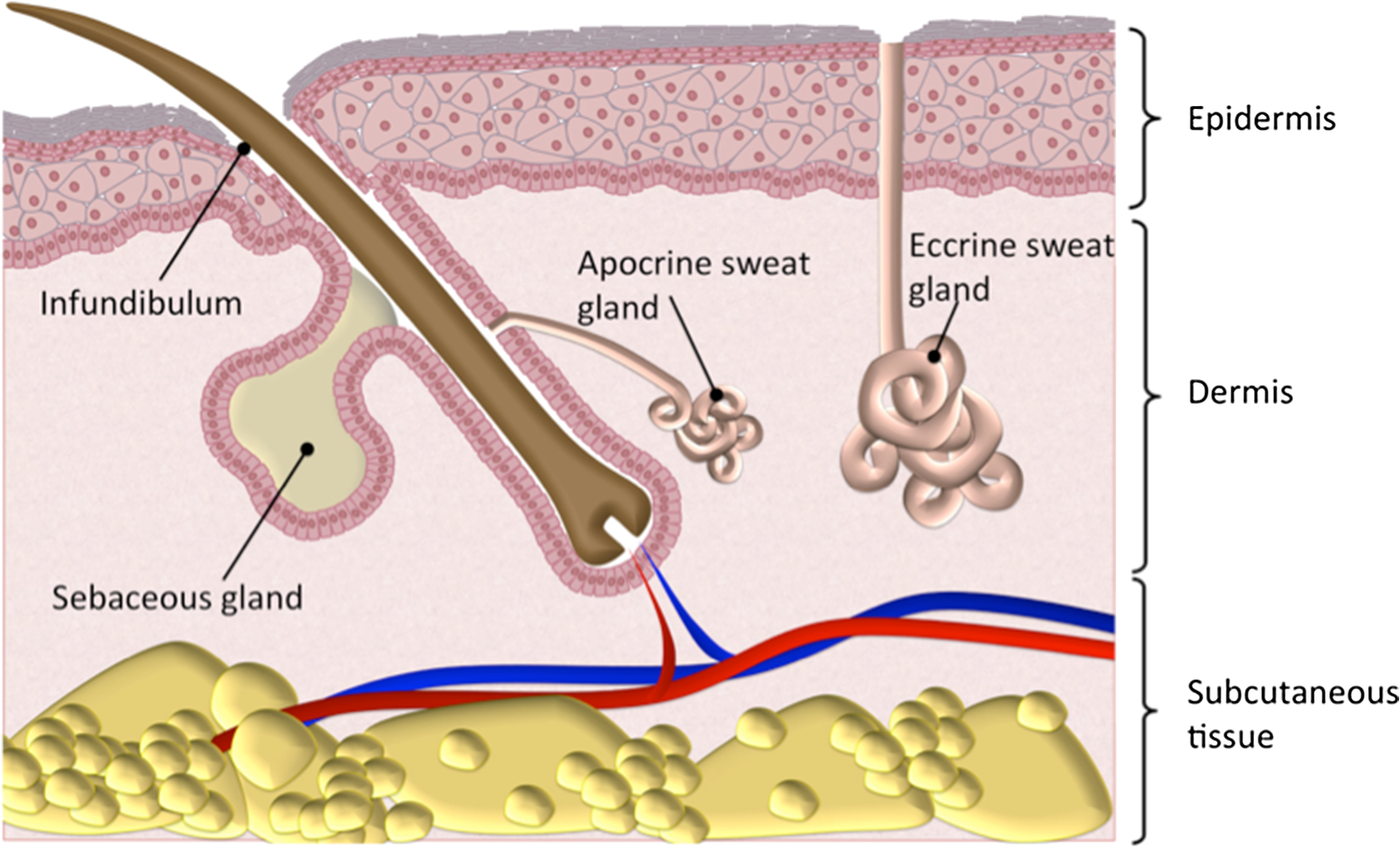 In The Diagram Of Skin Shown Below Where Is The Apocrine Sweat Gland