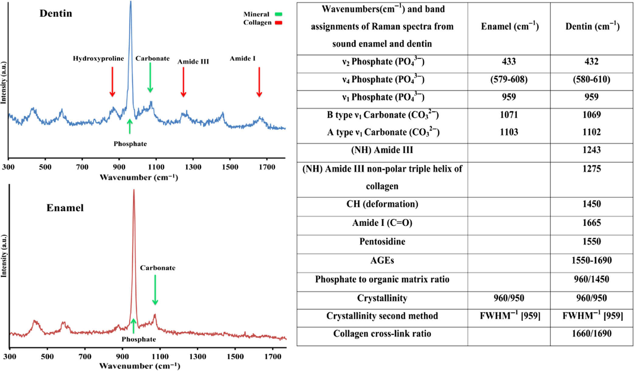 Confocal of collagen and of human dentin–enamel junction