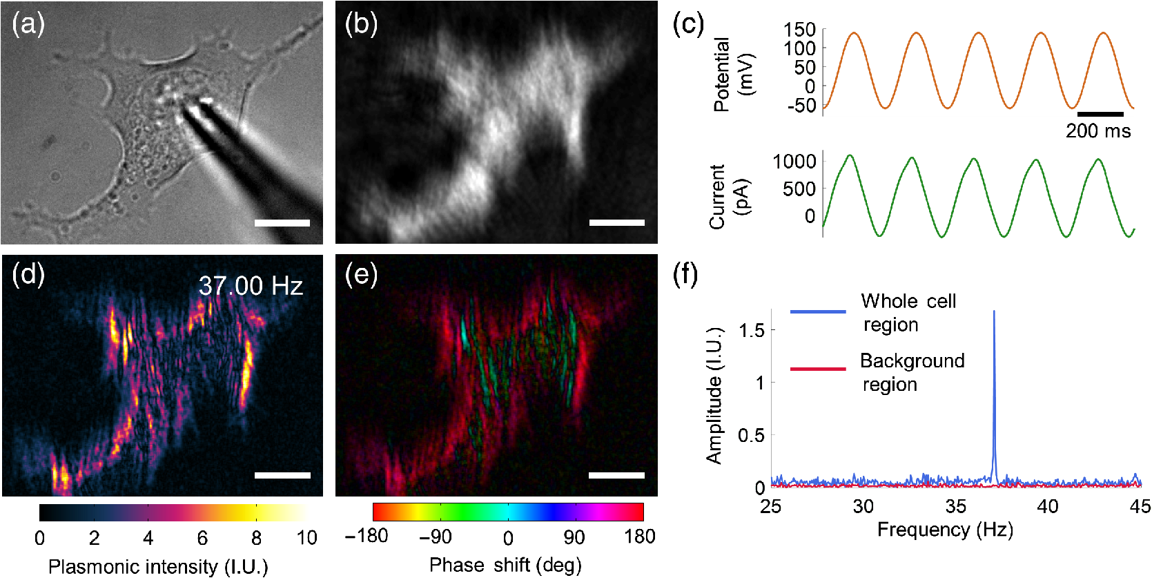 Plasmonic Imaging Of Subcellular Electromechanical Deformation In Mammalian Cells Plasmonic Imaging Of Subcellular Electromechanical Deformation In Mammalian Cells