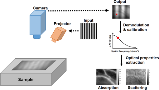 Spatial Frequency Domain Imaging In 19 Principles Applications And Perspectives Spatial Frequency Domain Imaging In 19 Principles Applications And Perspectives