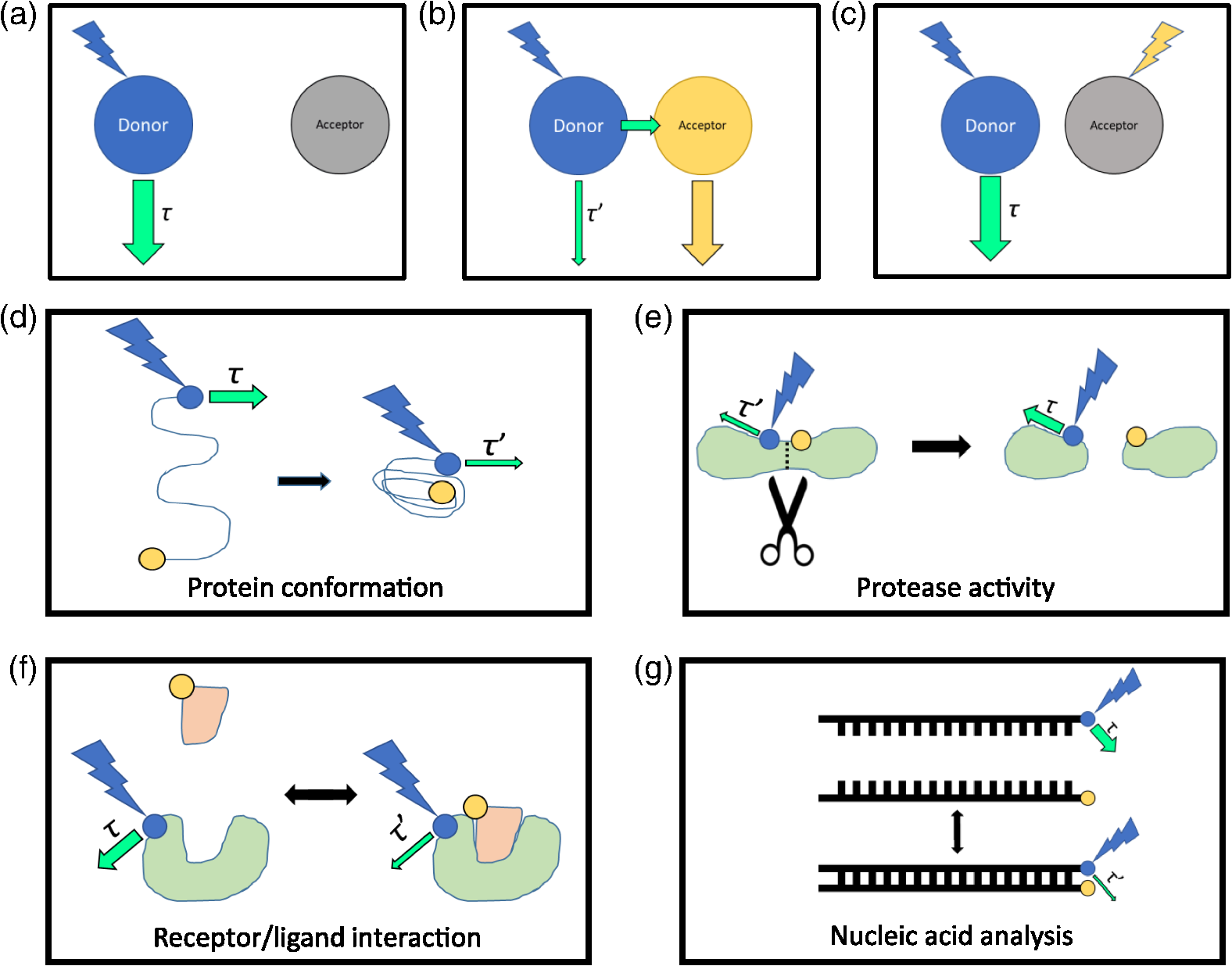 Fluorescence Lifetime Imaging Microscopy Fundamentals And Advances In Instrumentation Analysis And Applications