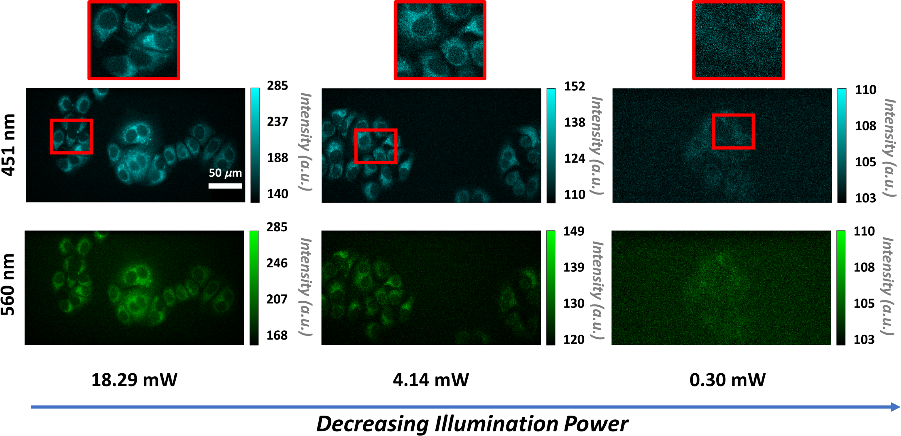 Fast autofluorescence imaging to evaluate dynamic changes in cell ...