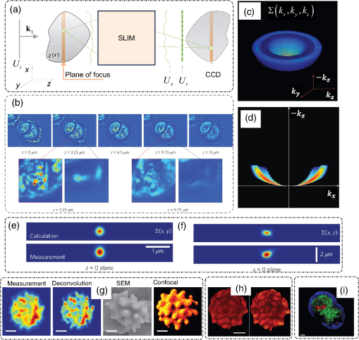 Quantitative phase imaging techniques for measuring scattering