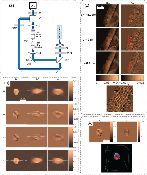 Quantitative phase imaging techniques for measuring scattering