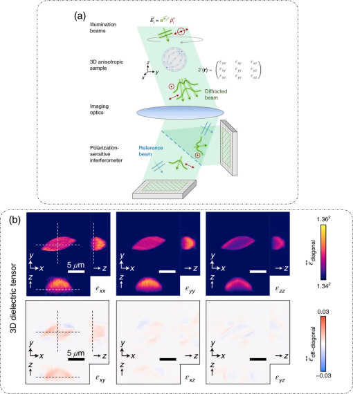 Quantitative phase imaging techniques for measuring scattering