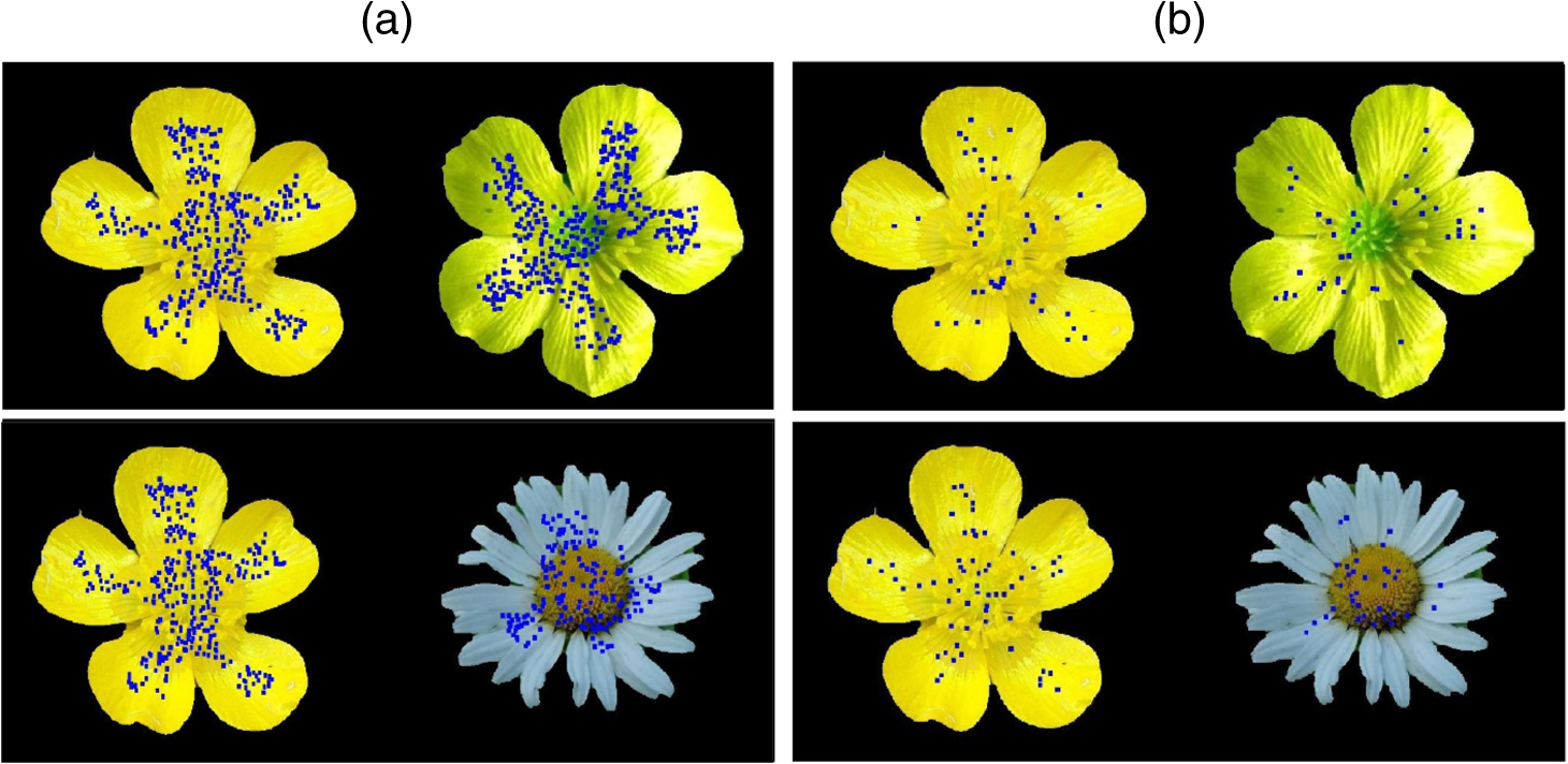 Adaptive Descriptor Based On The Geometric Consistency Of Local Image Features Application To Flower Image Classification Adaptive Descriptor Based On The Geometric Consistency Of Local Image Features Application To Flower Image Classification