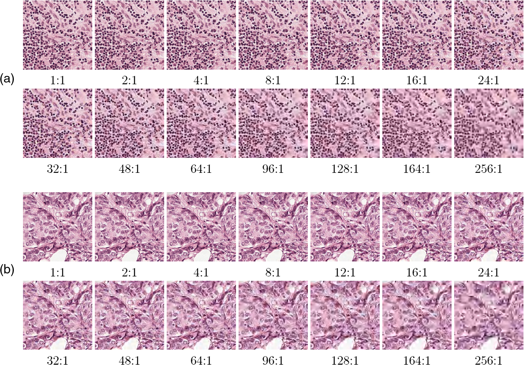 still-image-compression-standards-jpeg-and-jpeg-2000-pdf-scoopstashok