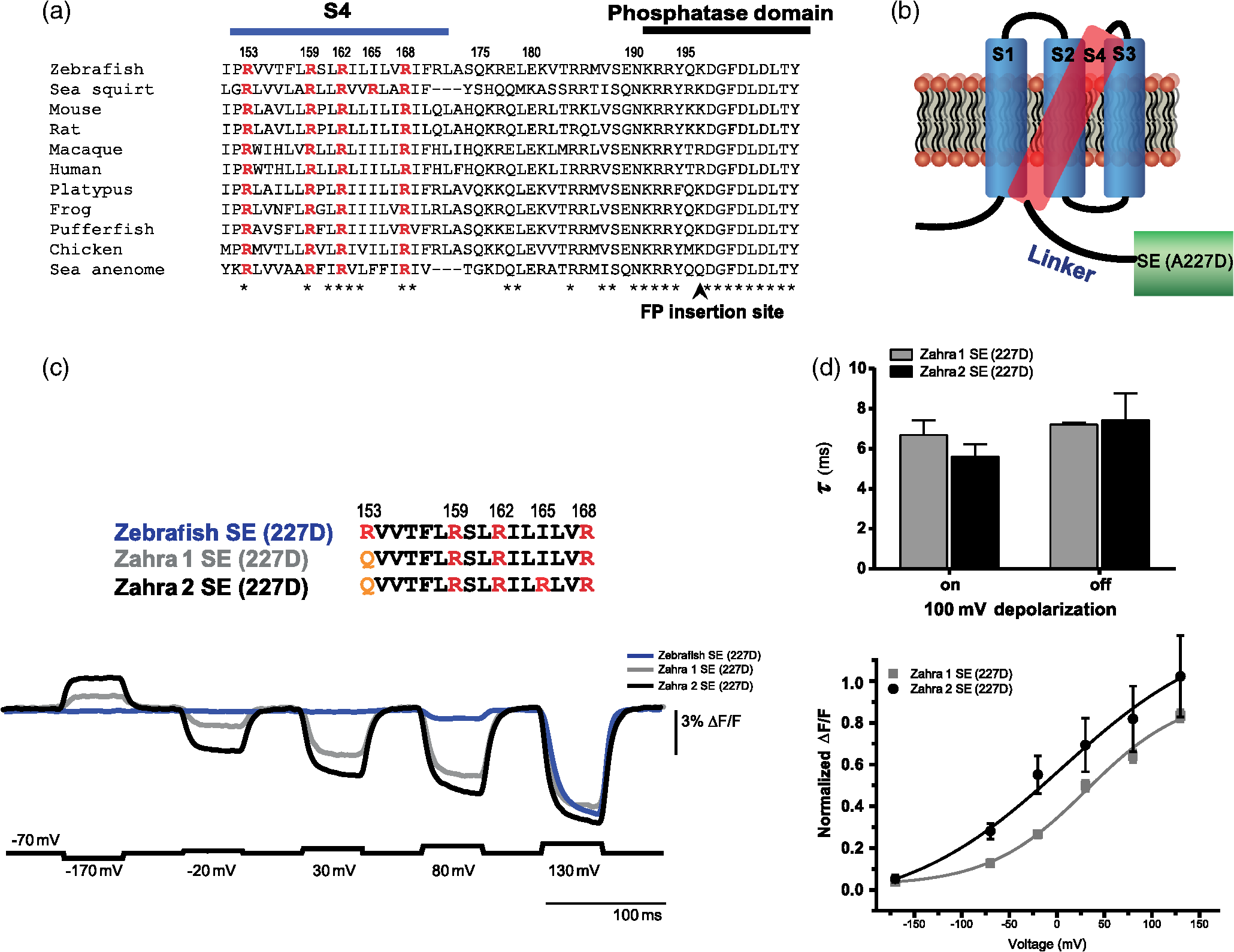 Linker Length And Fusion Site Composition Improve The Optical Signal Of Genetically Encoded Fluorescent Voltage Sensors Linker Length And Fusion Site Composition Improve The Optical Signal Of Genetically Encoded Fluorescent Voltage Sensors