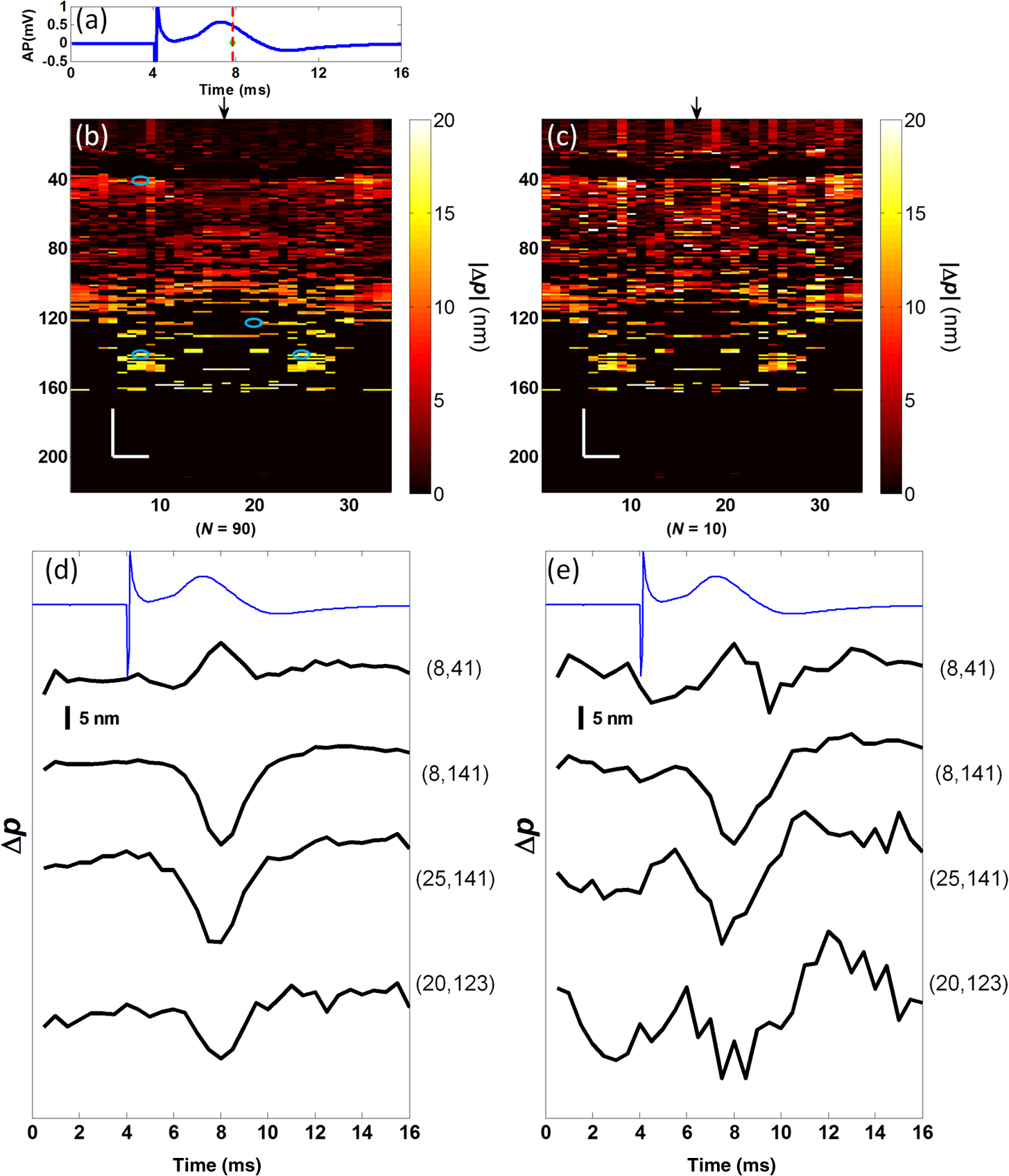 Optical coherence tomography for cross-sectional imaging of neural activity