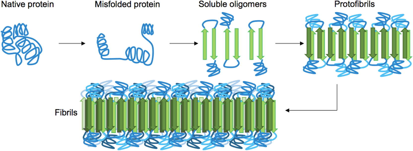Probing amyloid protein aggregation with optical superresolution methods:  from the test tube to models of disease