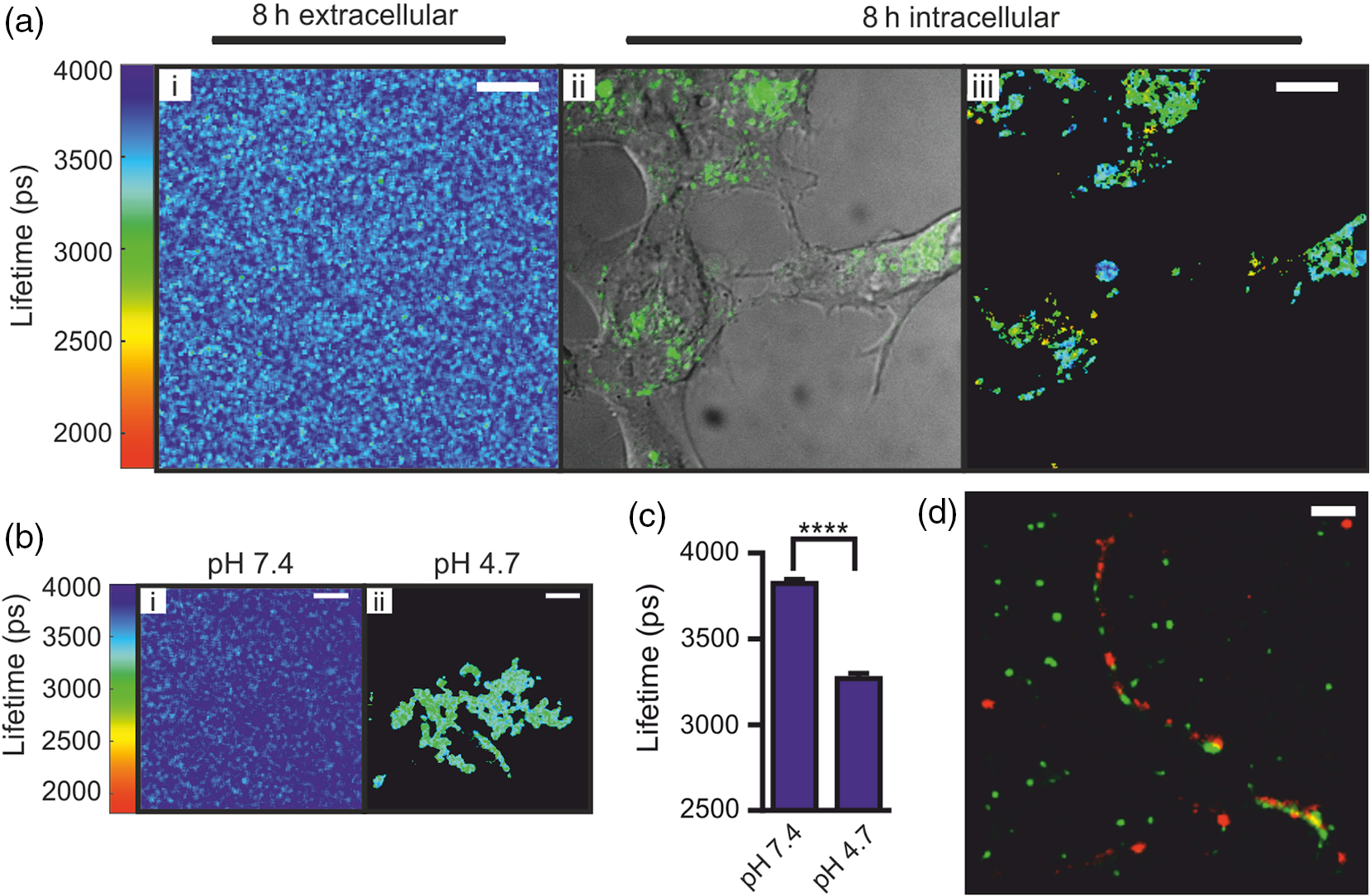 Amyloid a protein lab test