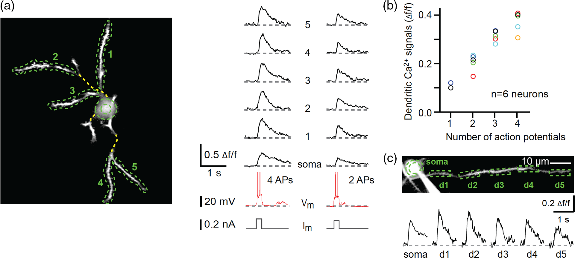 calcium entry in neurons dendrite calcium entry in neurons dendrite