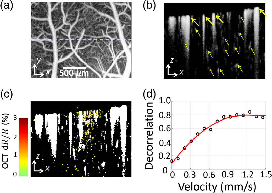 Ins Foct A Label Free All Optical Method For Simultaneously Manipulating And Mapping Brain Function Ins Foct A Label Free All Optical Method For Simultaneously Manipulating And Mapping Brain Function