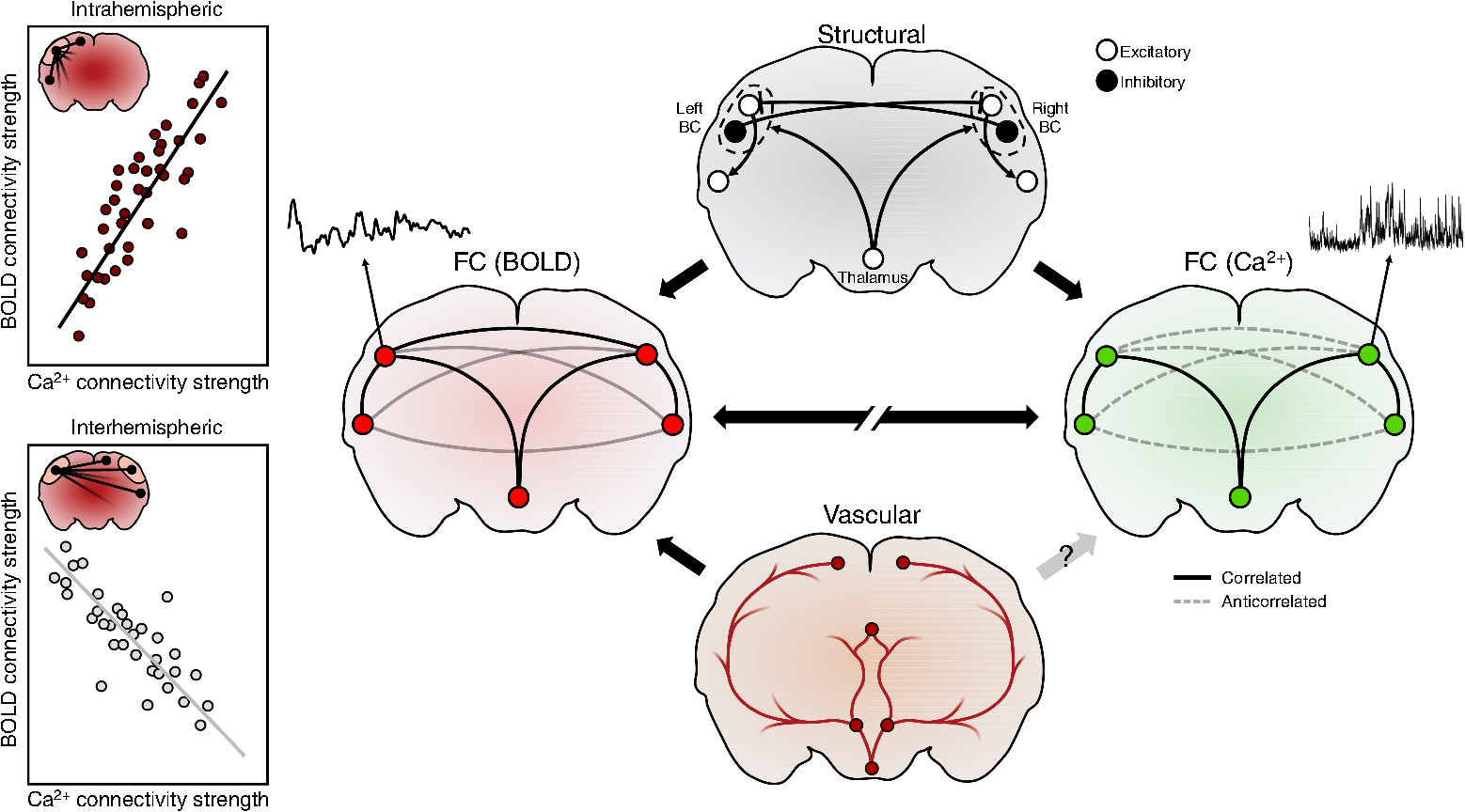Toward an integrative neurovascular framework for studying brain